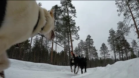 Huskies Pulling Sled Through Snowy Forest Stock Footage 244382399