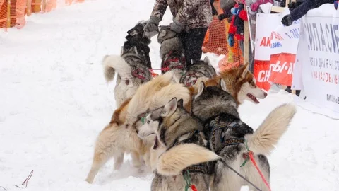 Huskies ready for team race Stock Footage 98450597