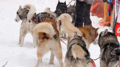 Huskies run a distance Stock Footage 98450873