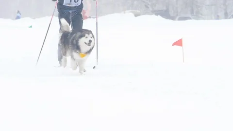 Huskies run a distance Stock Footage 98451513