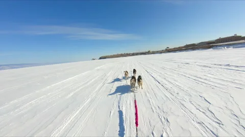 Huskies in a sled run on a snow-covered lake Stock Footage 170761117