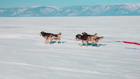 Huskies in a sled run on a snow-covered lake Stock Footage 170761224