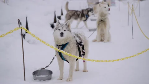 Huskies In Snow At Sledding Site Stock Footage 239064194