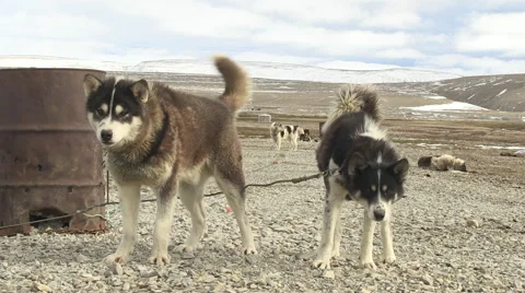 Huskies standing in a cold and deserted landscape. Stock Footage 68978869