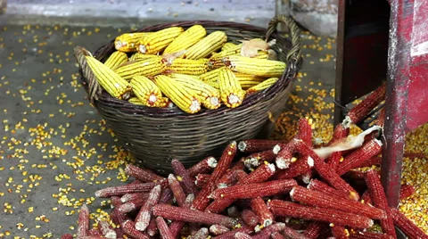 Husking corn Stock Footage 36746780