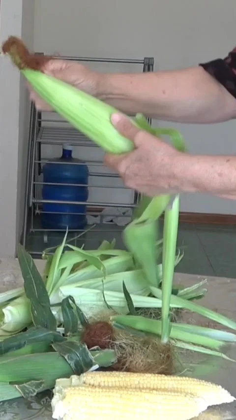 Husking Corn by Hand Stock Footage 312090037