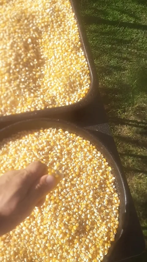 Husking corn on a sunny day Stock Footage 290515394