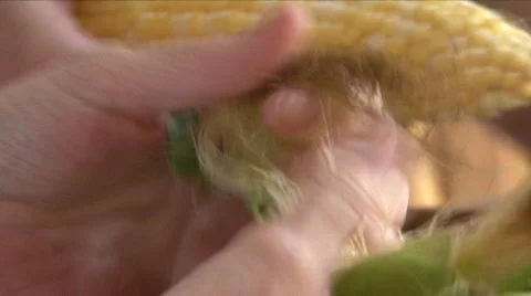 Husking Ears Of Corn 스톡 동영상 733092