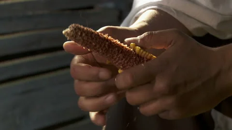 Husking the maize - close-up HD footage 1080P Video stock 47921257