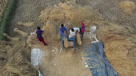 Husking Rice Paddy Stock Footage 252159169