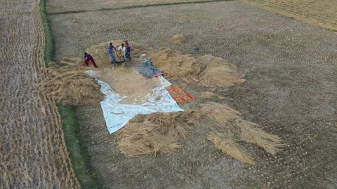 Husking Rice Paddy Stock Footage 252159177