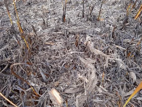 Husks burned to ashes Stock Photos