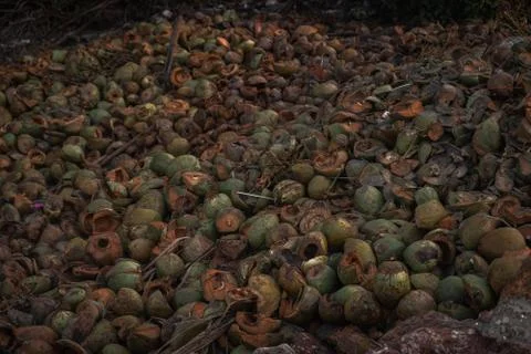 Husks of coconuts Stock Photos
