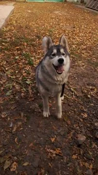 Husky 11 Stock Photos