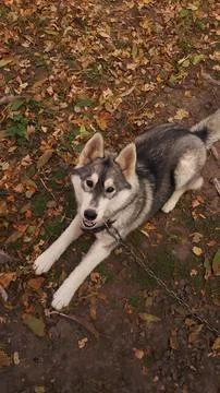 Husky 2 Stock Photos