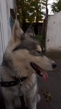Husky 3 Stock Photos
