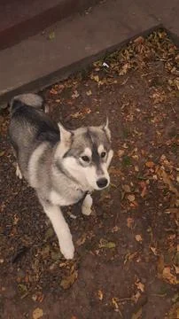 Husky 4 Stock Photos