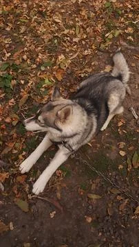 Husky 5 Stock Photos