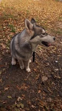 Husky 7 Stock Photos