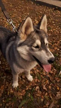 Husky 8 Stock Photos