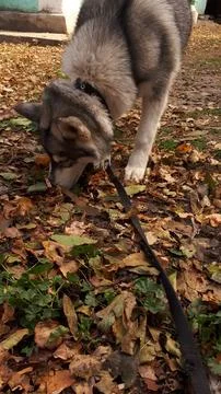 Husky 9 Stock Photos