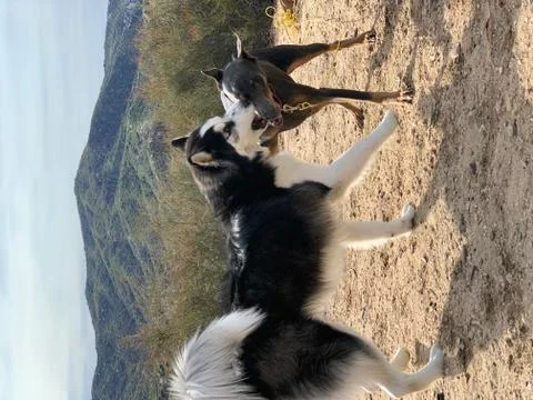Husky and Doberman play fighting Stock Photos