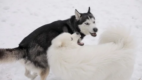 Husky and Samoyed playing in the snow. Stock Footage 101497647