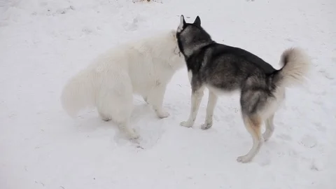 Husky and Samoyed playing in the snow. Stock Footage 101497748