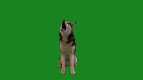 Husky barks on a green screen Stock-Footage 91483890