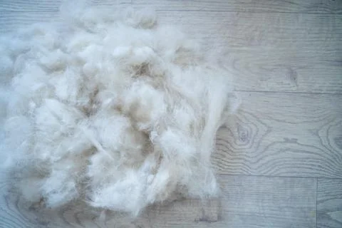 From husky beautiful fluffy fur, showcasing the results of grooming. Stock Photos