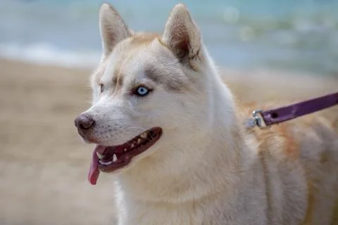 Husky breed dog Stock Photos
