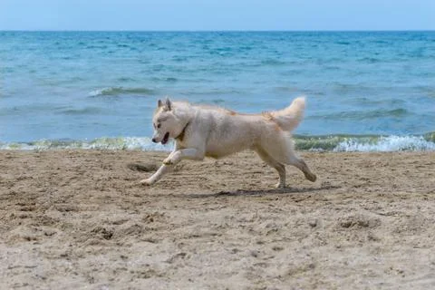 Husky breed dog Stock Photos