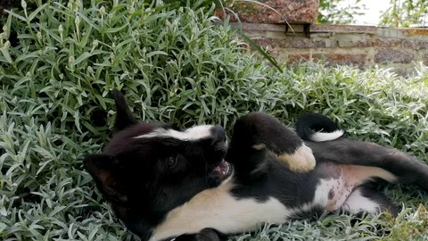 A husky breed dog is played with a host of tall grass. The concept of caring for Stock Footage 108514218