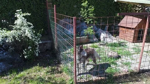 Husky in cage daylight jumping on front legs Stockbeeldmateriaal 75471213