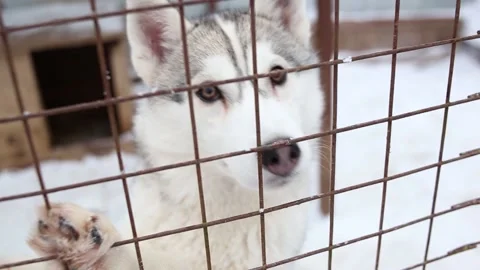 Husky in the cage Stock Footage 233885814