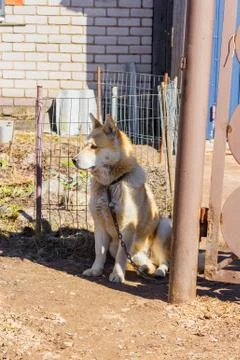 Husky on the chain Stock Photos