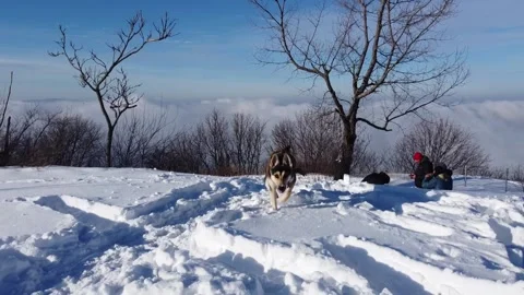 Husky chasing drone away in slow motion. Stock Footage 156061742