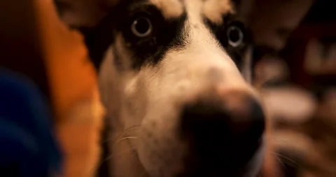 Husky close up Stock Footage 241179625