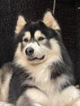 Husky Close Portrait with Soft Expression Fotos de archivo