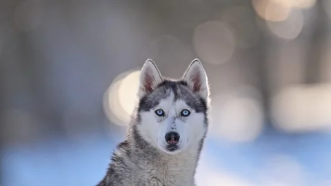 Husky with cold blue gaze, slow-mo breath, snowy serenity. Stock Footage 292821505