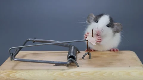 A husky-colored baby rat eats food from a mousetrap. Rodent on a gray Stock Footage 261948802
