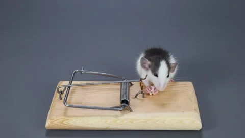 A husky-colored baby rat eats food from a mousetrap. Rodent on a gray Stock Footage 261949371
