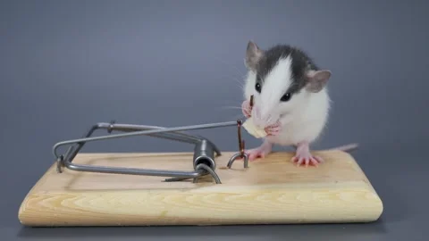 A husky-colored baby rat eats food from a mousetrap. Rodent on a gray Stock Footage 261949908
