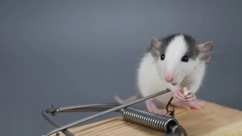 A husky-colored baby rat eats food from a mousetrap. Rodent on a gray Stock Footage 261950036