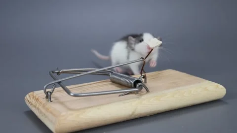 A husky-colored baby rat eats food from a mousetrap. Rodent on a gray Stock Footage 261950404