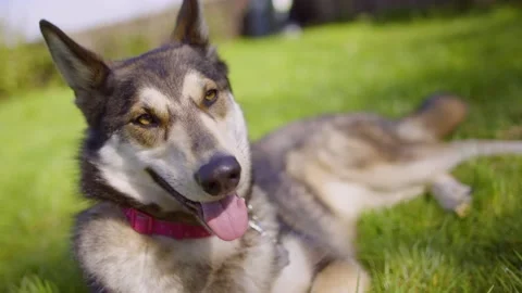 Husky Cross German Shepherd Panting In Sun While Laying On Grass Close Up Vidéo 131581701