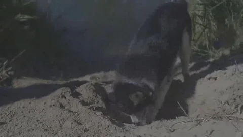 Husky digging the ground Stock Footage 69123097