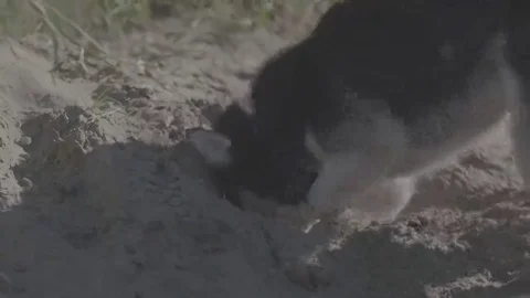 Husky digging the ground Stock Footage 69123108
