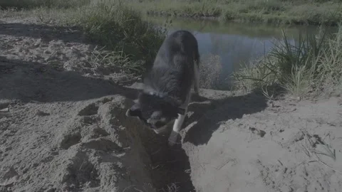 Husky digging the ground Stock Footage 89342806