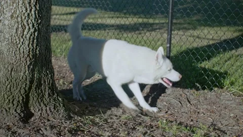 Husky Digging in Park Then Looking around Stock Footage 166598549